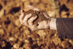DO BINISSALEM | Fotógrafo bodegas y vinos